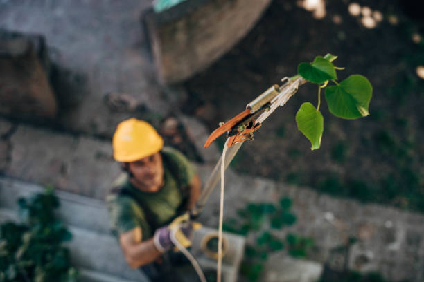 Bolivar, OH Tree Service Company